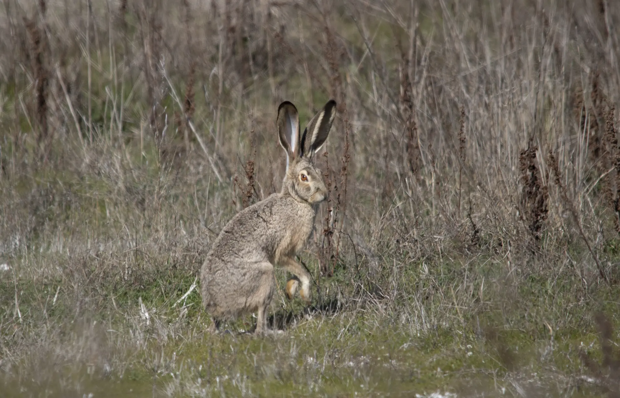 Black-tailed jackrabbit standing upright in grass at Sacramento National Wildlife Refuge