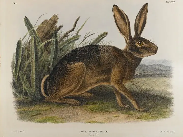 John James Audubon's nineteenth-century natural-history illustration of a California hare