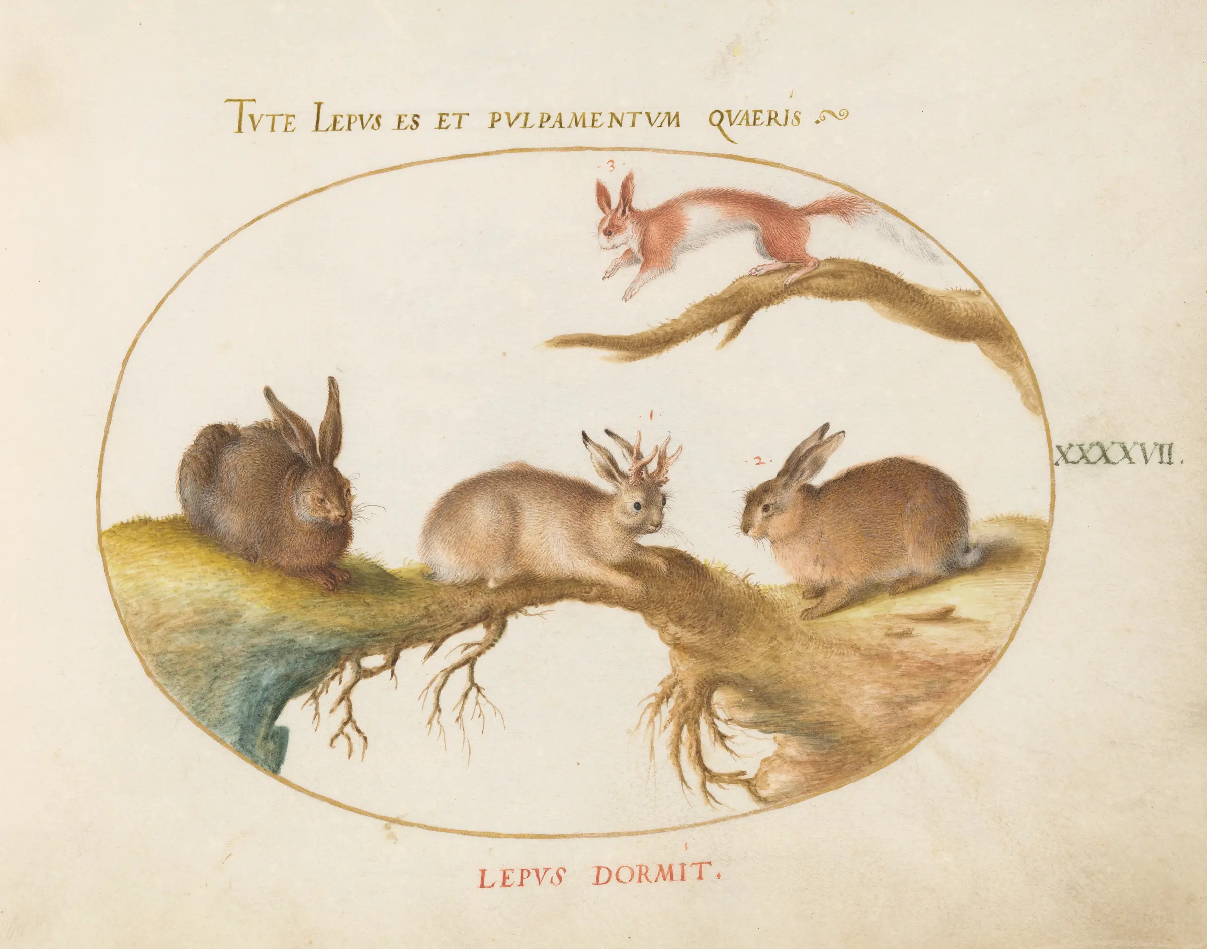 Joris Hoefnagel's sixteenth-century painting of a horned hare among ordinary hares