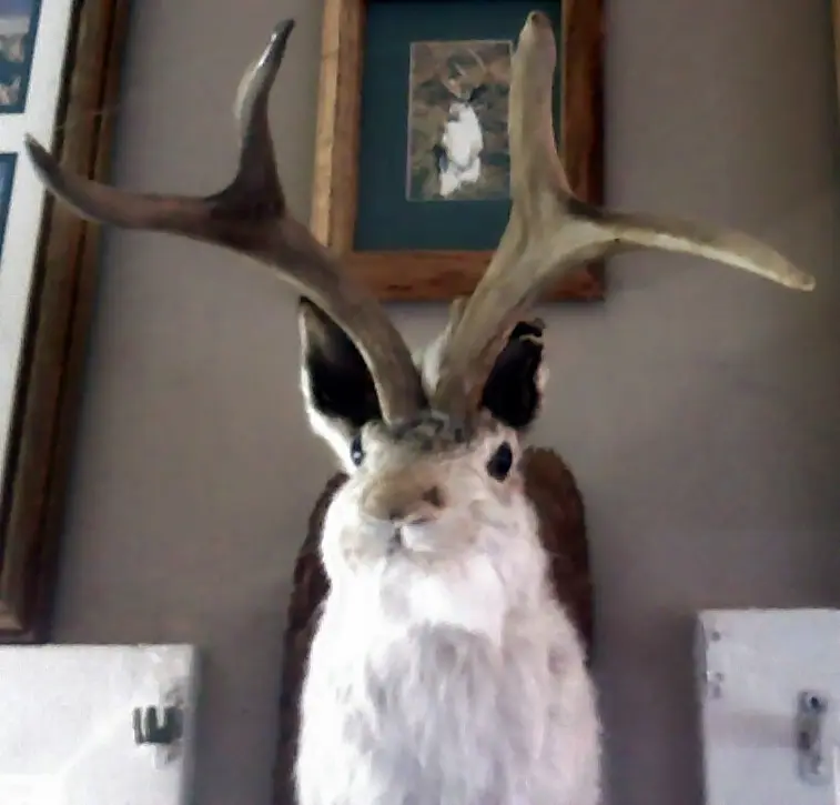 Taxidermy jackalope mount made from a hare head and attached deer antlers