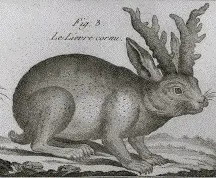 Eighteenth-century engraving labeled Lepus cornutus showing a rabbit with branched horns