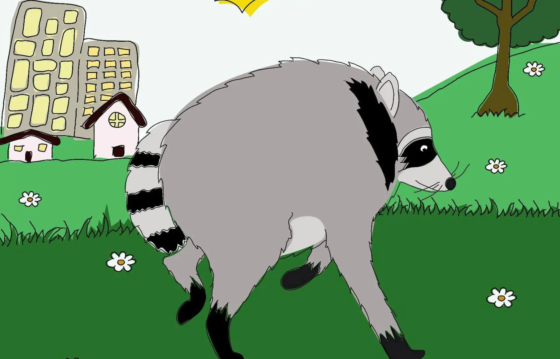 Human-drawn USGS illustration of Jimothy, a compact-bodied raccoon