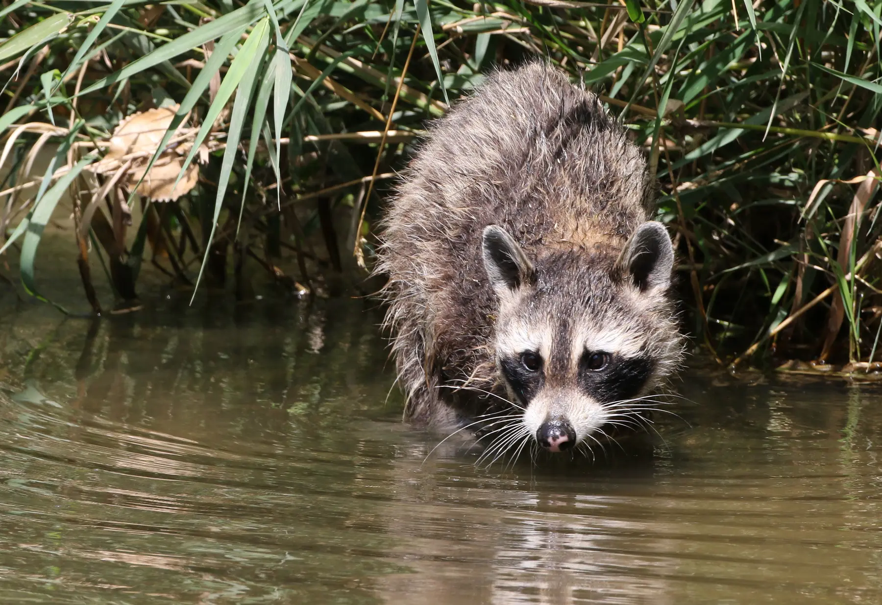 A common raccoon standing in shallow water at a national wildlife refuge