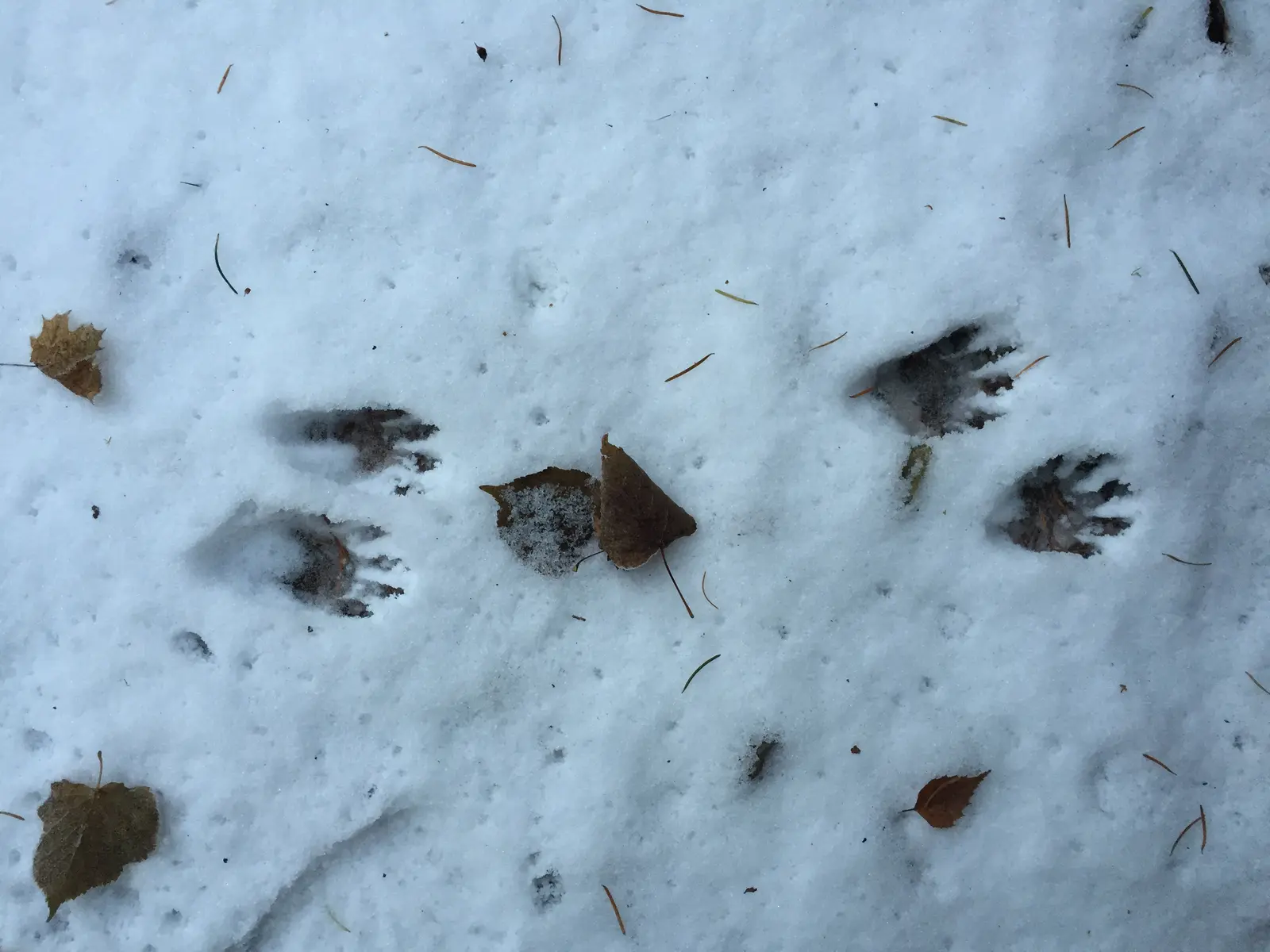 Raccoon tracks crossing snow at Leavenworth National Fish Hatchery in Washington