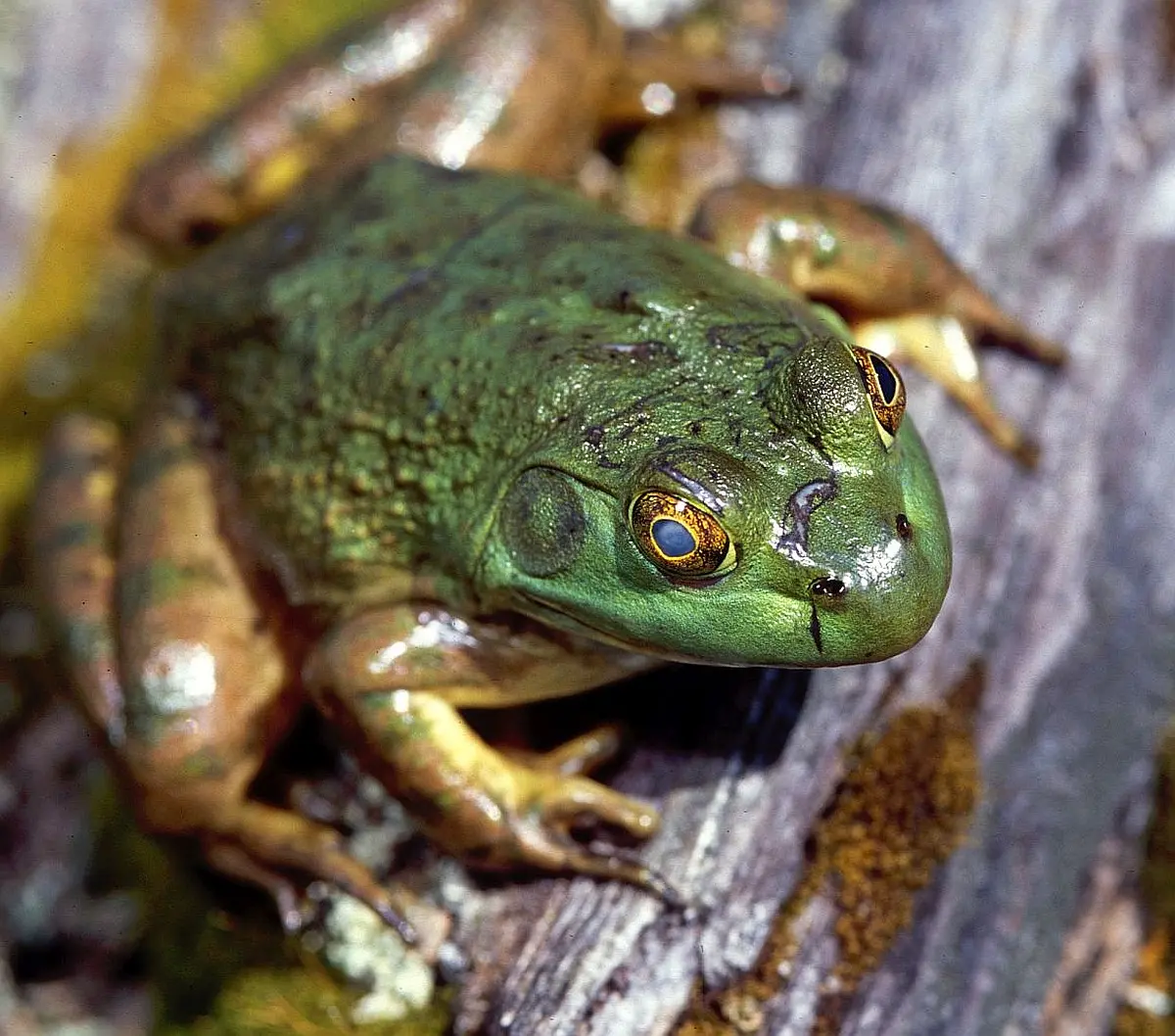 Close view of a mature green American bullfrog resting on a log