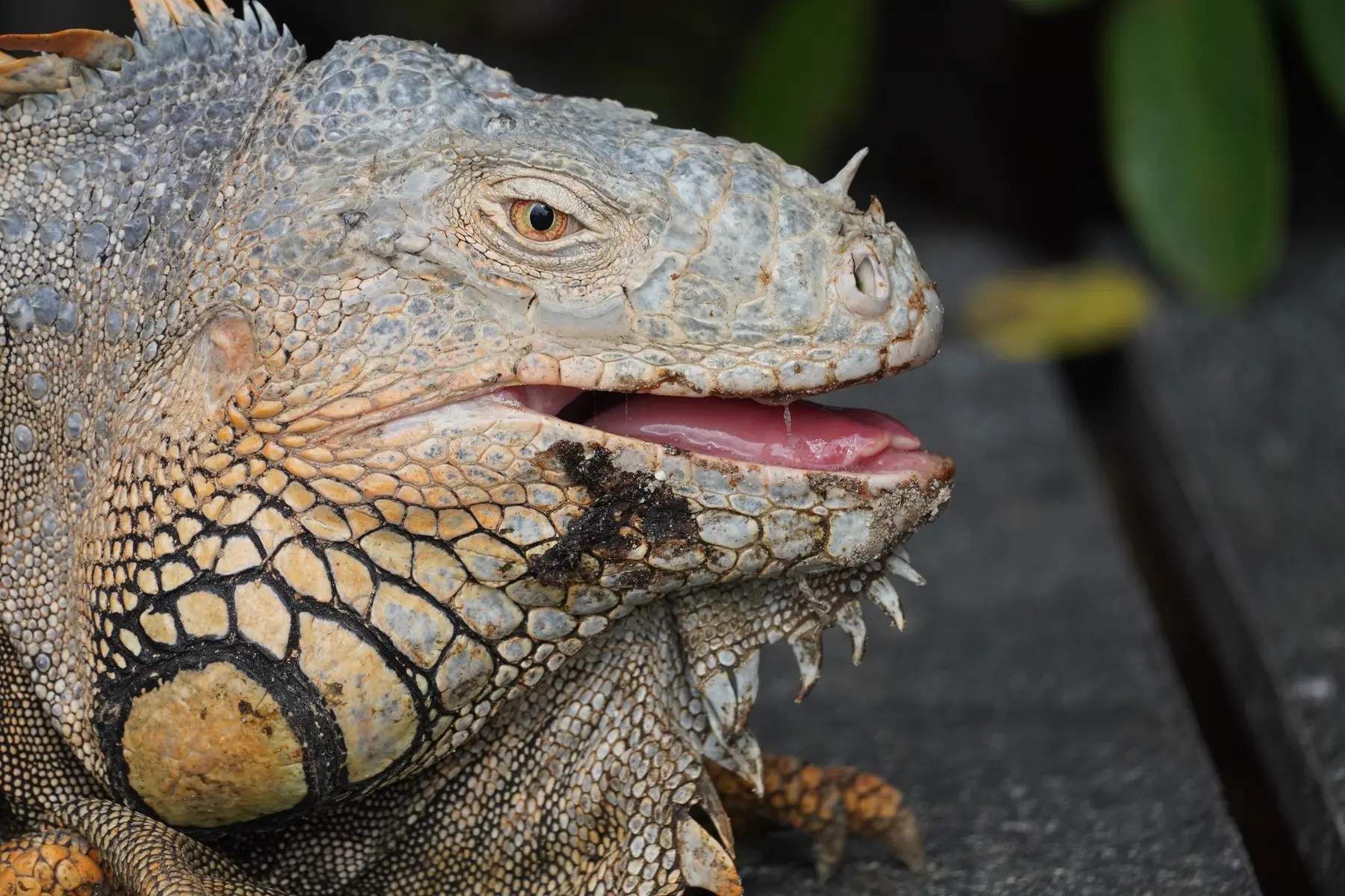 Close profile of a green iguana showing its scaly face, eye, crest, and open mouth
