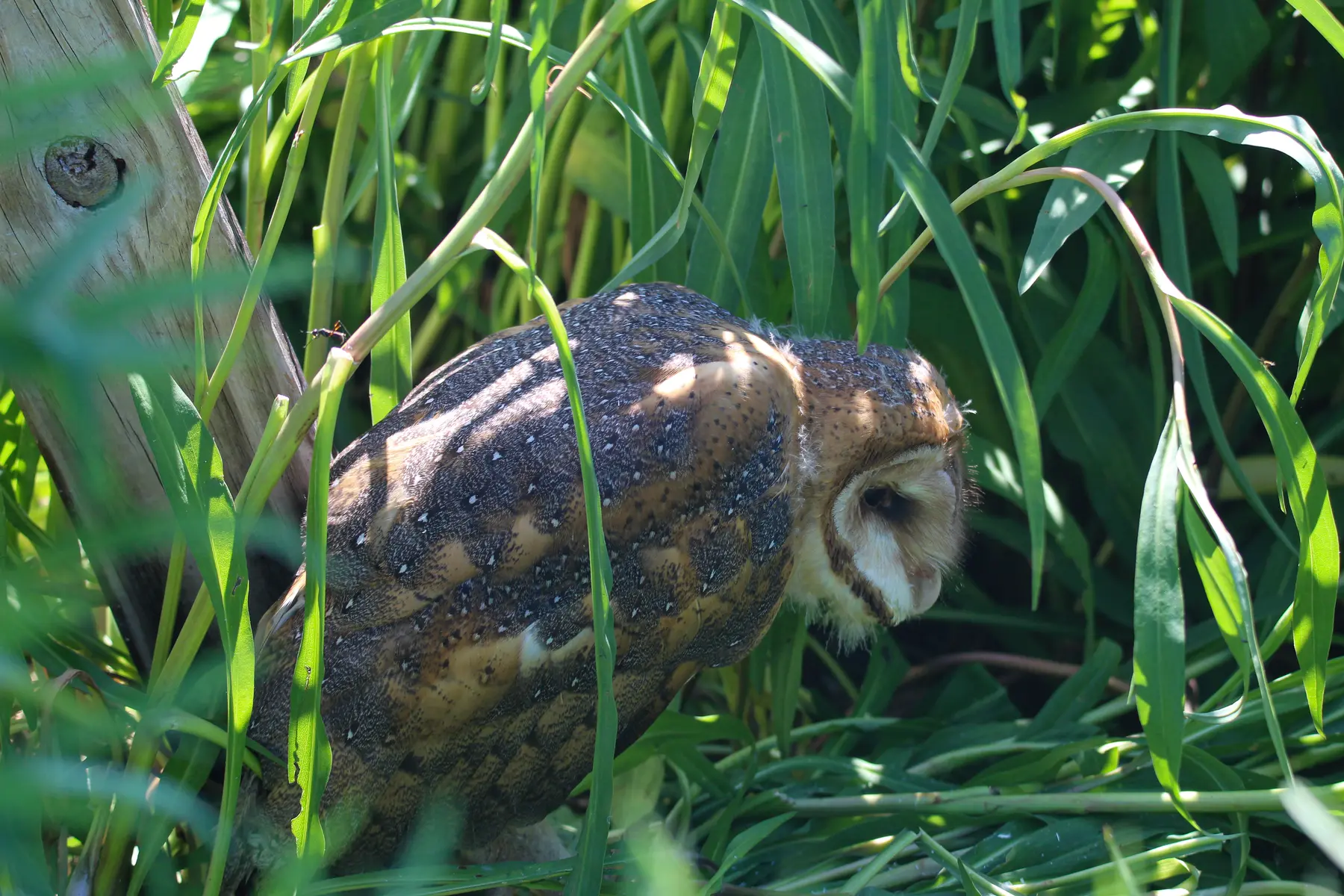 Barn owl partly concealed among tall green leaves