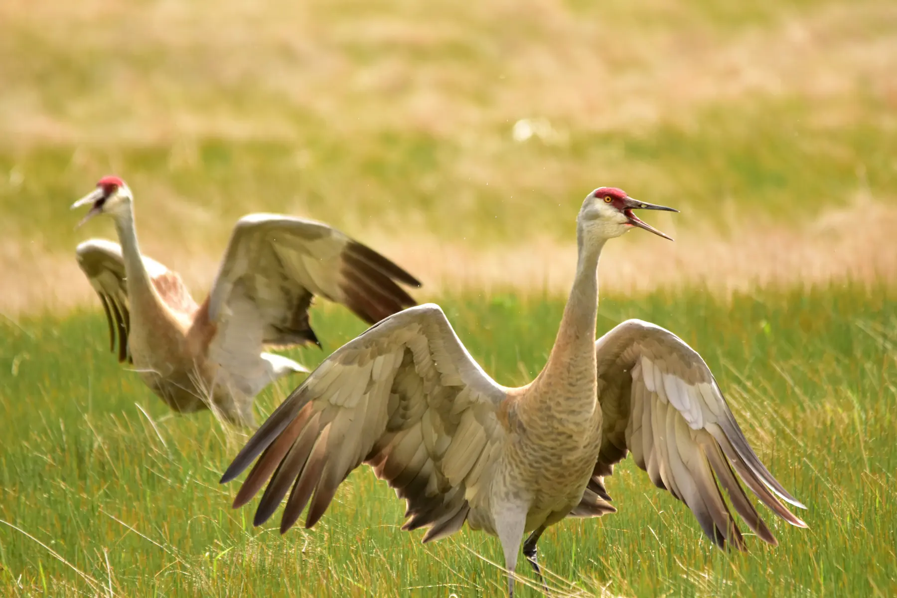Two sandhill cranes with large wings spread and red crowns visible