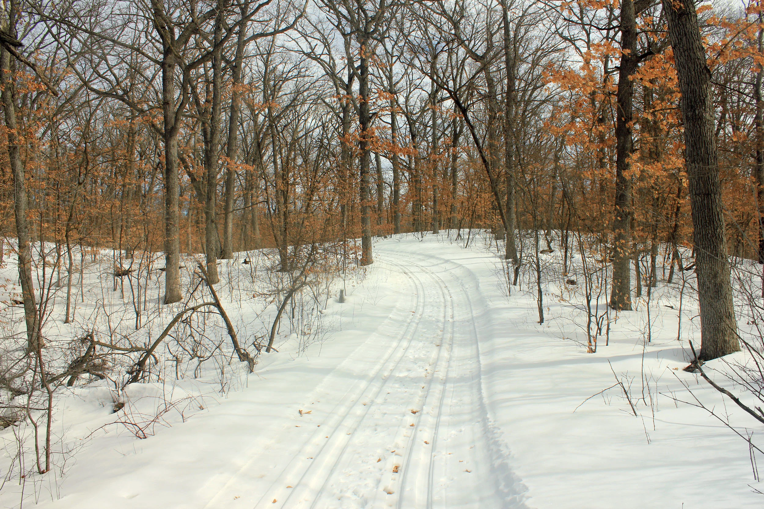 An empty snow-covered trail disappearing into a winter forest